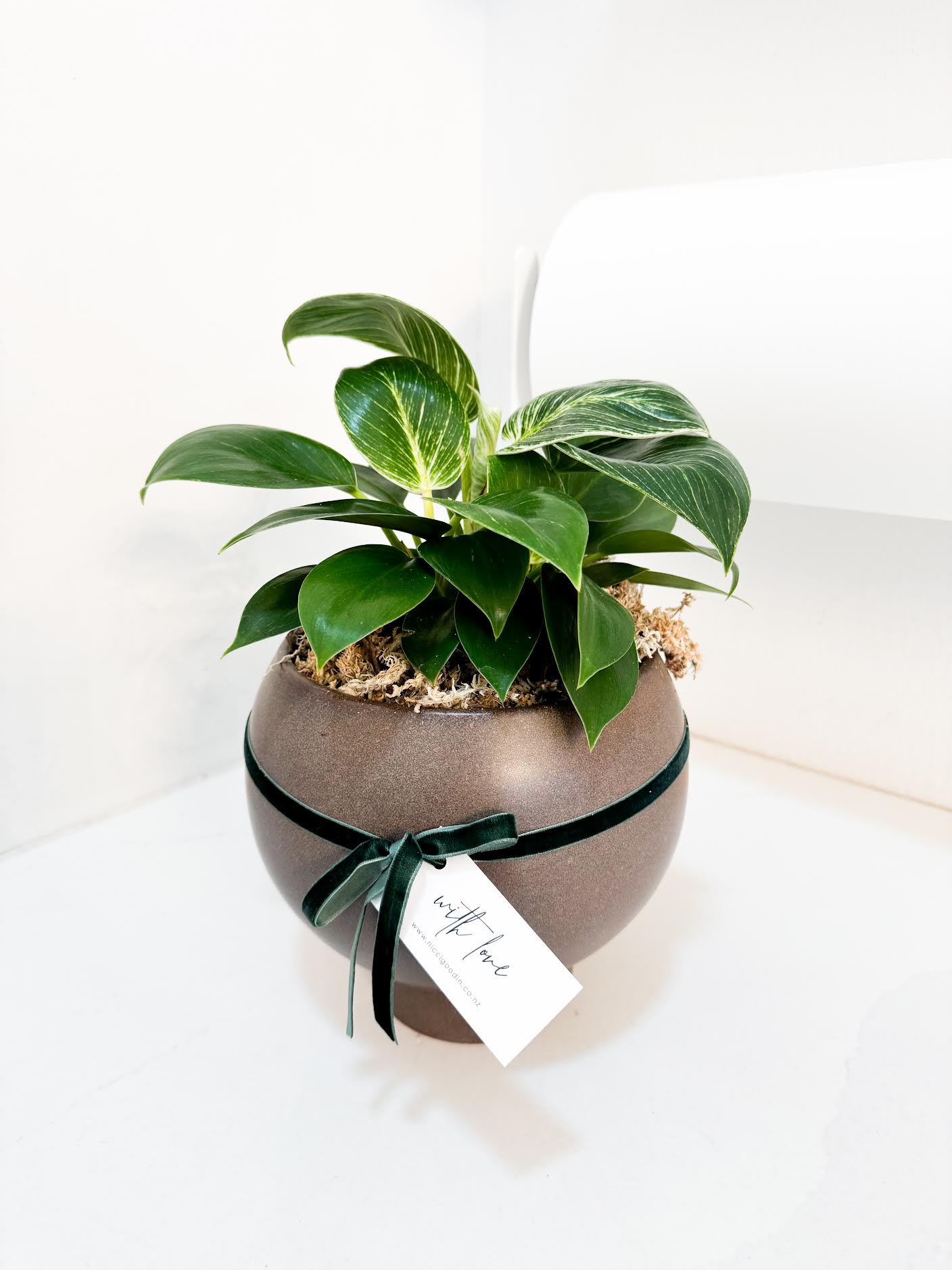 Philodendron Birken