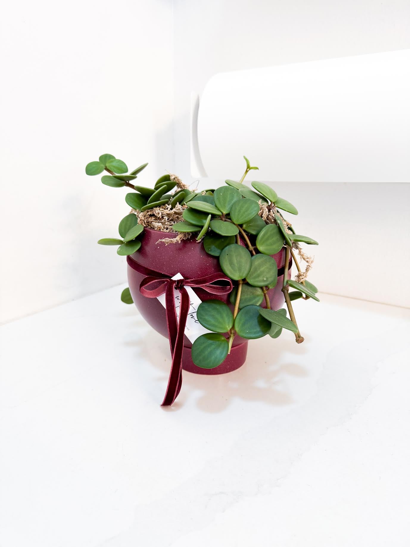 Peperomia Hope