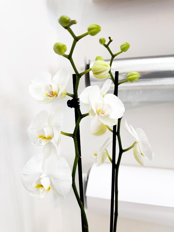 Double Stem Orchid (Potted)