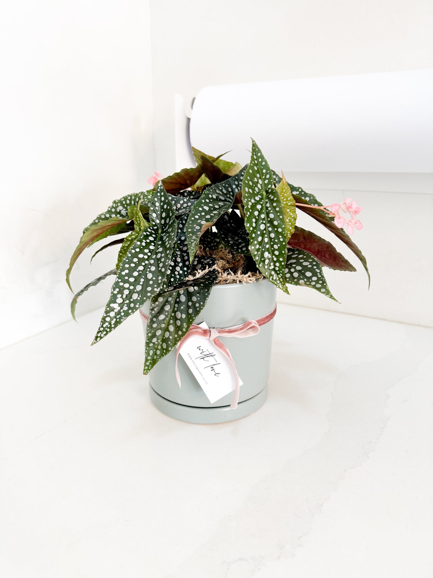 Begonia Hot Spot