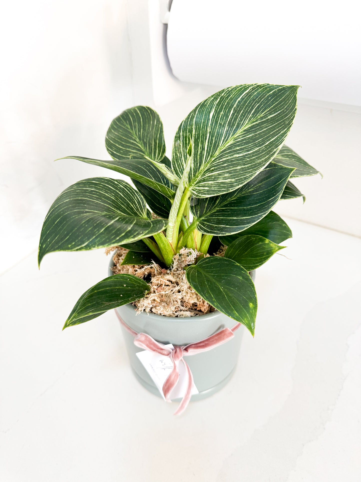 Philodendron Birken