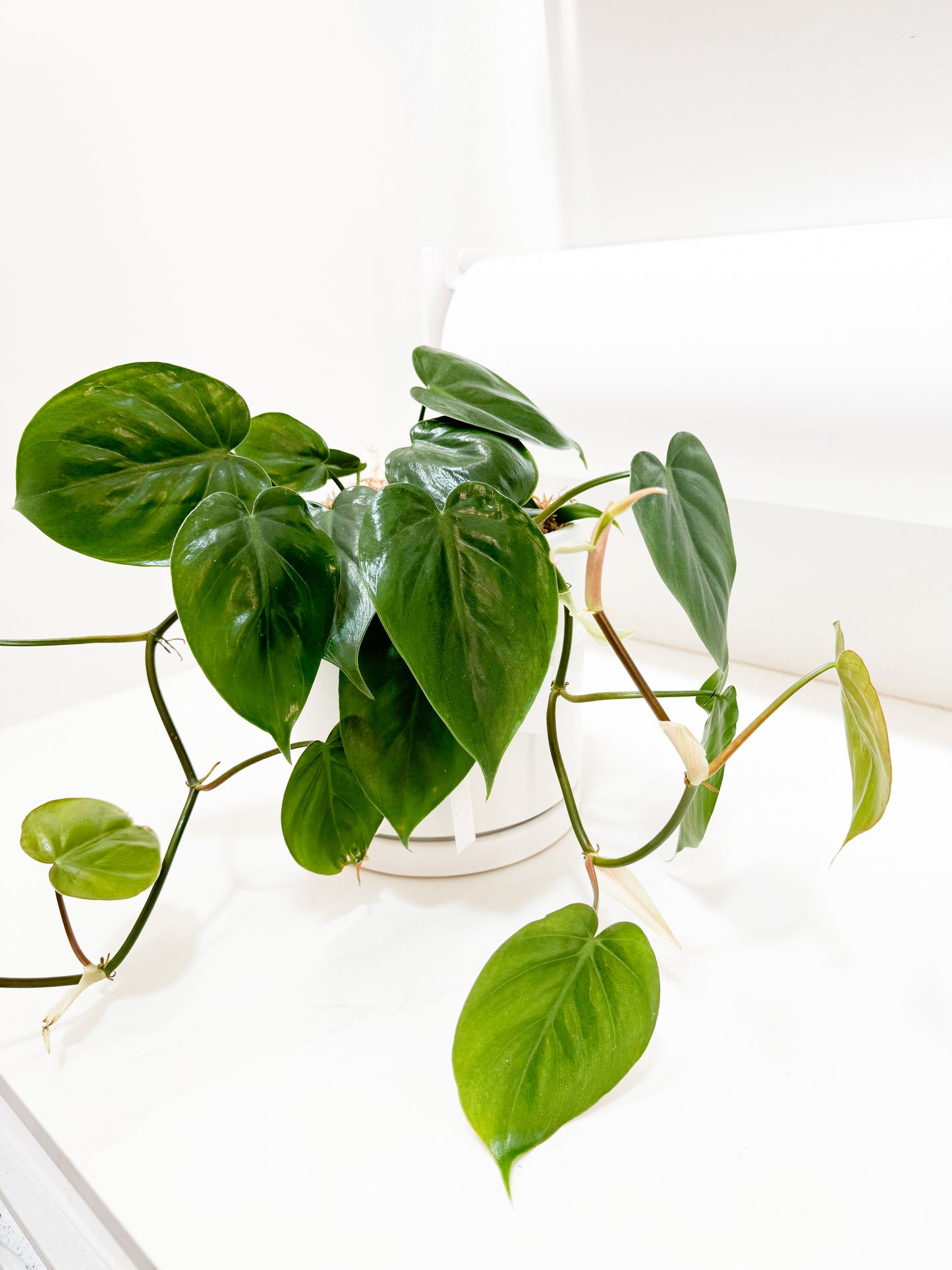Philodendron Heartleaf