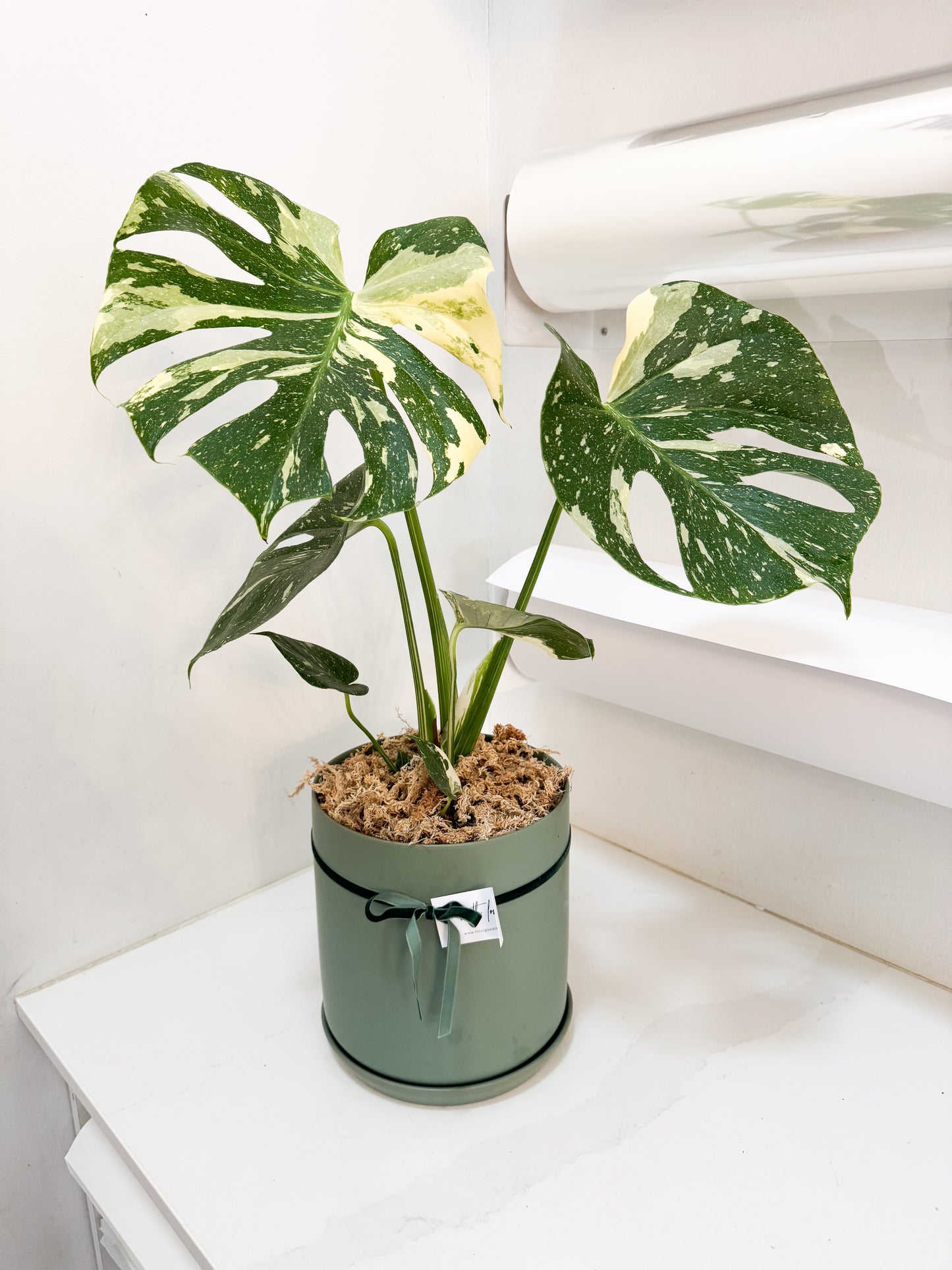 Potted Monstera Thai Constellation - Large