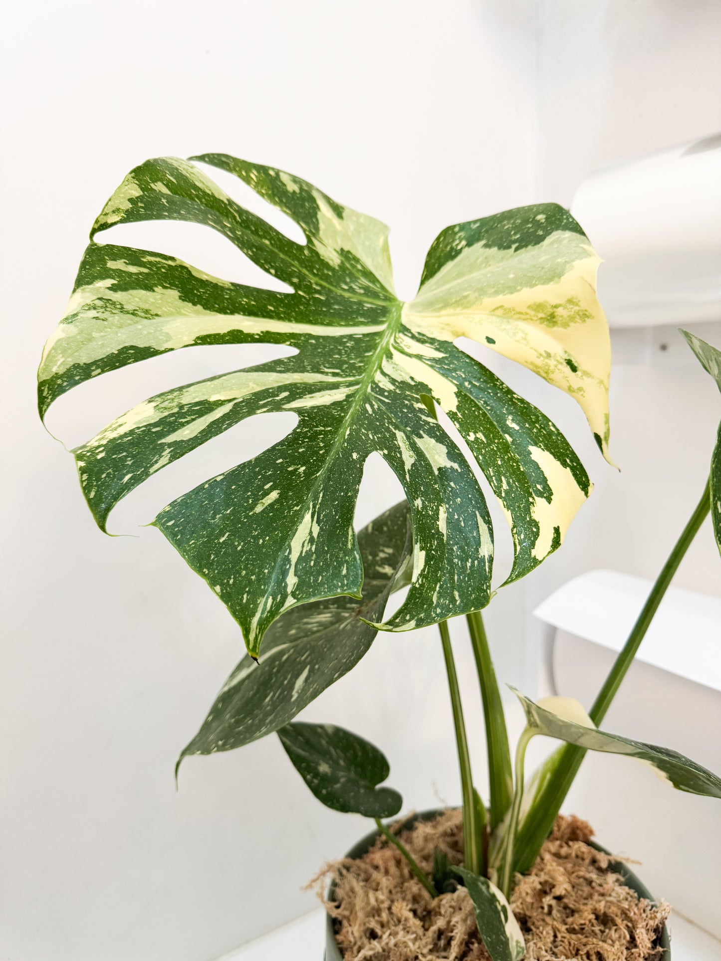 Potted Monstera Thai Constellation - Large