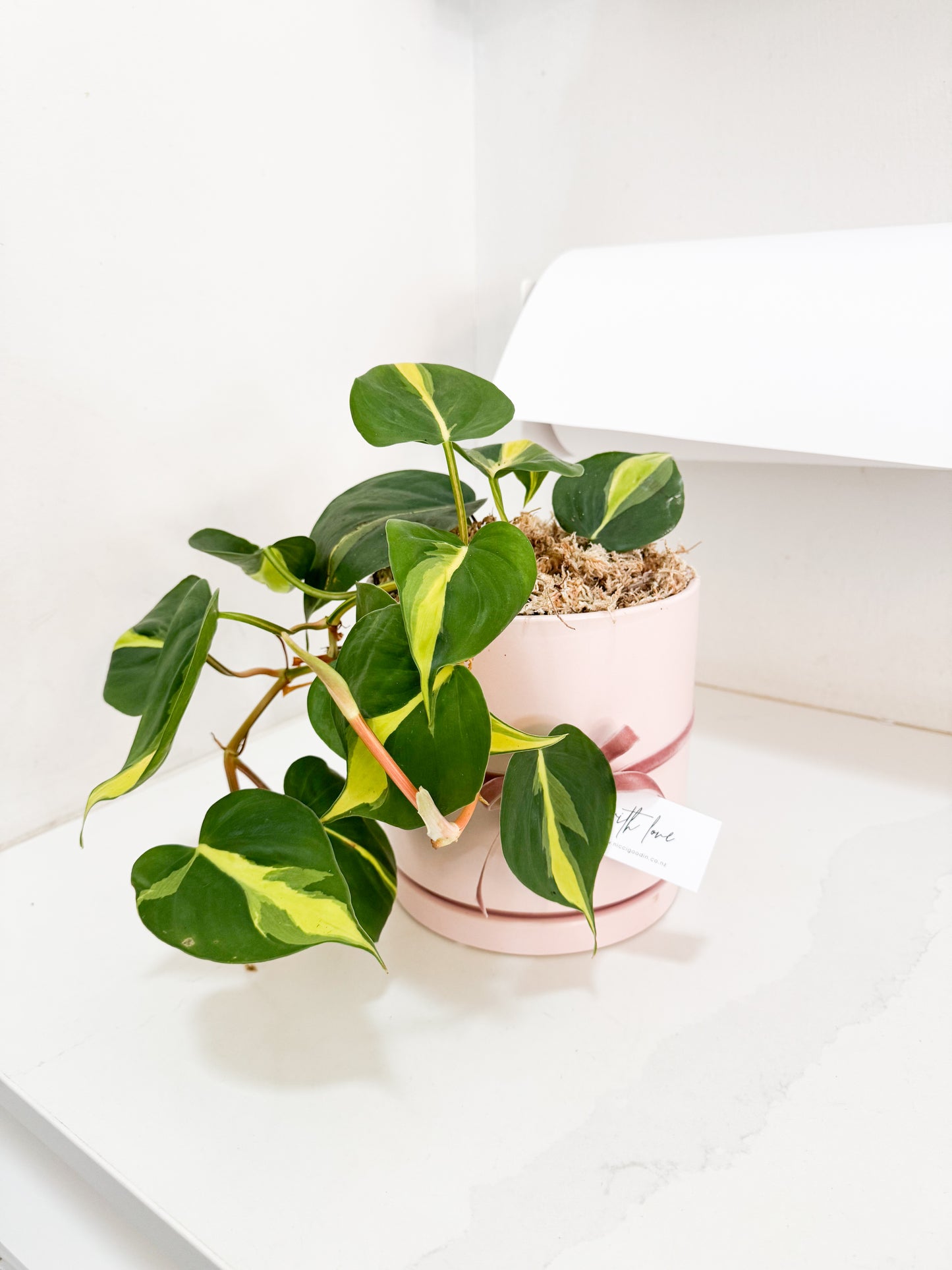 Philodendron Brasil