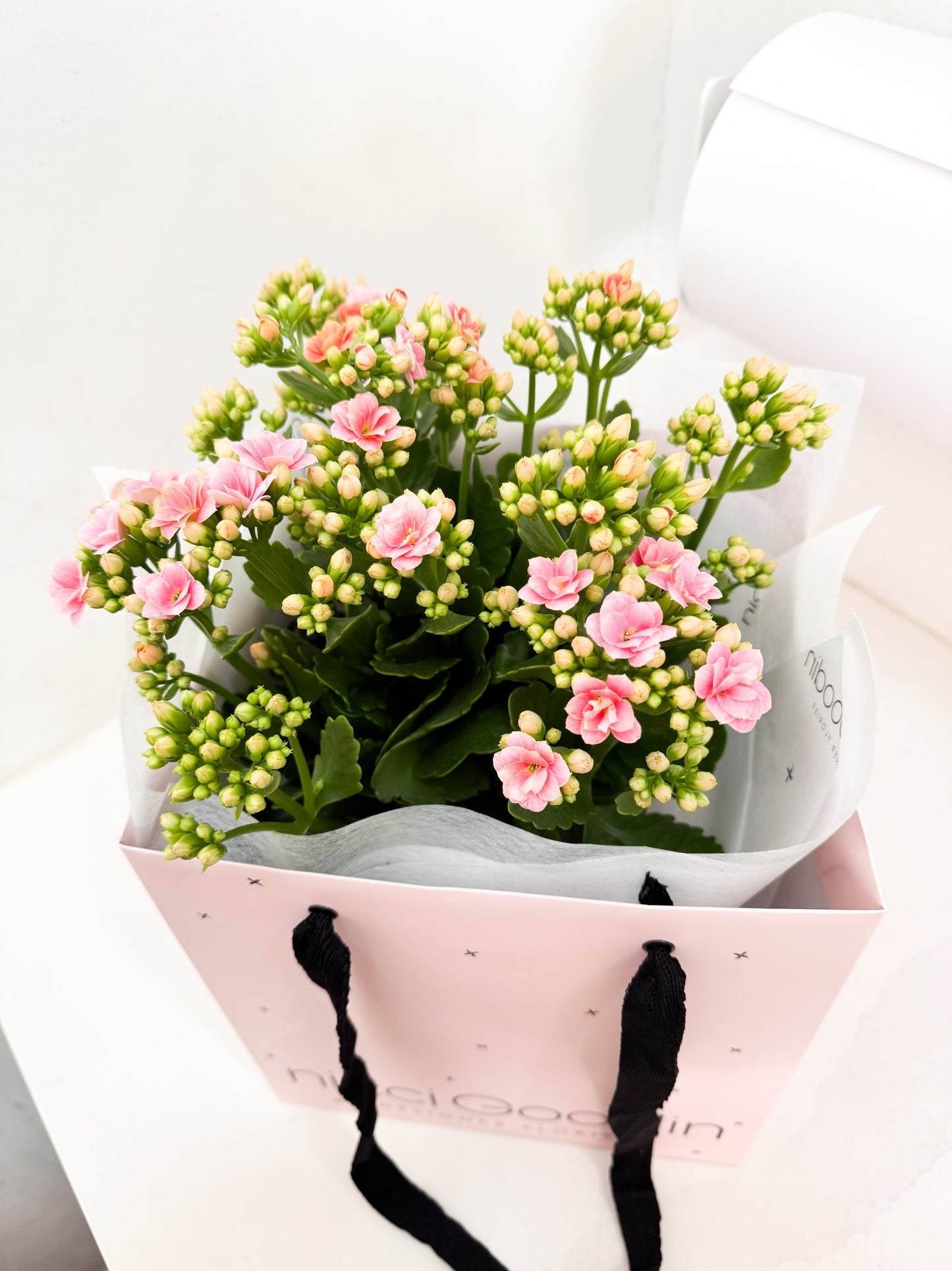 Kalanchoe