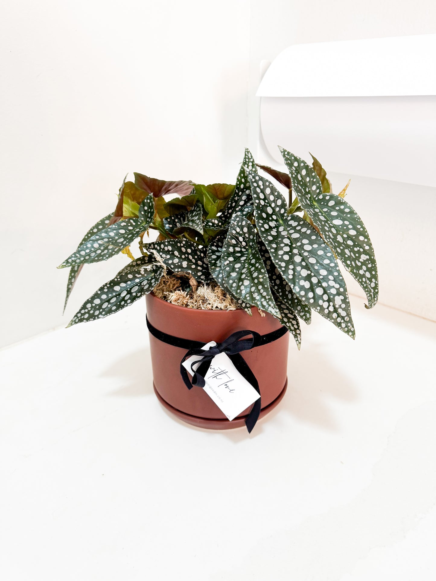 Begonia Hot Spot