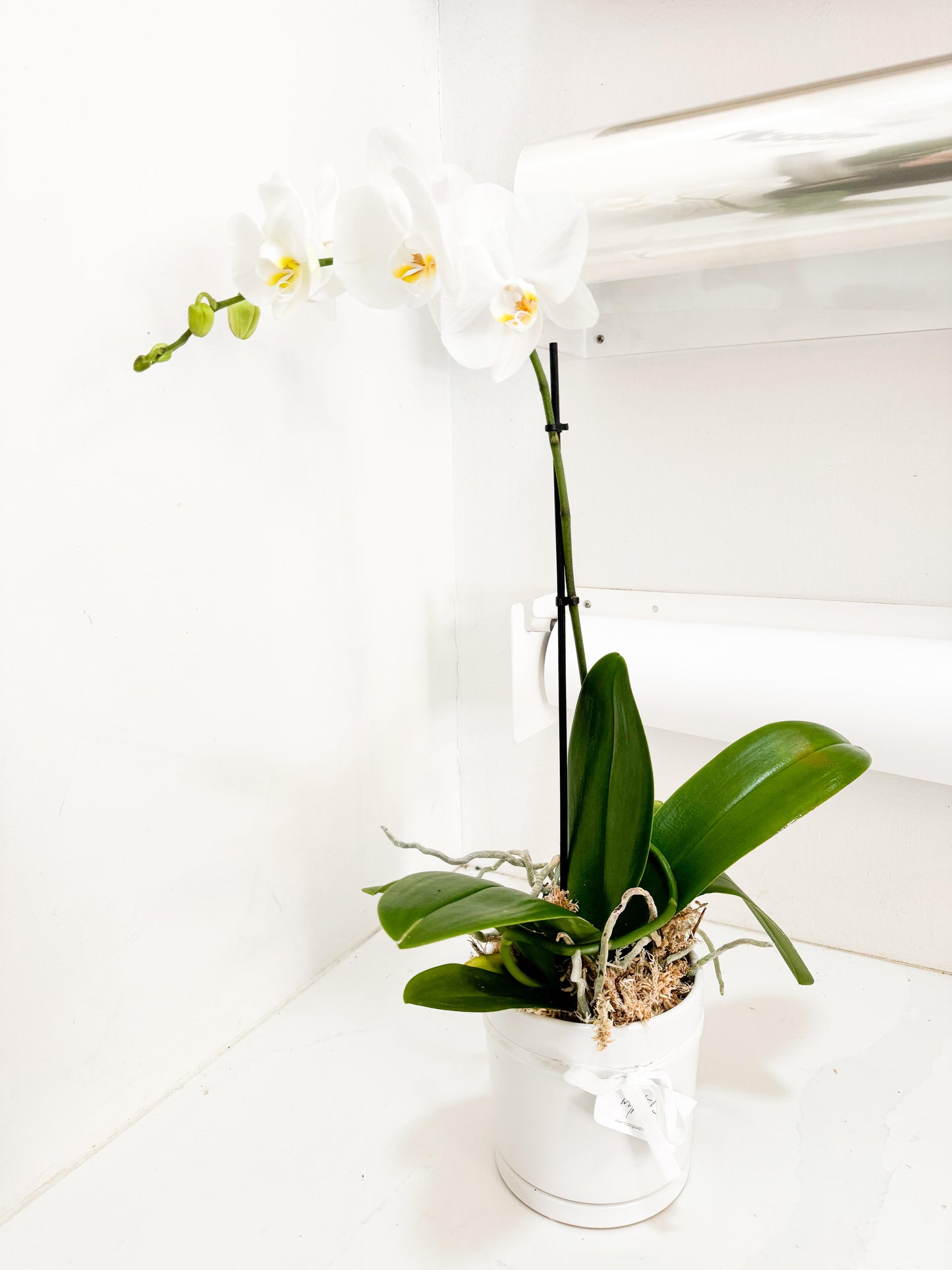 Large Orchid (Potted)
