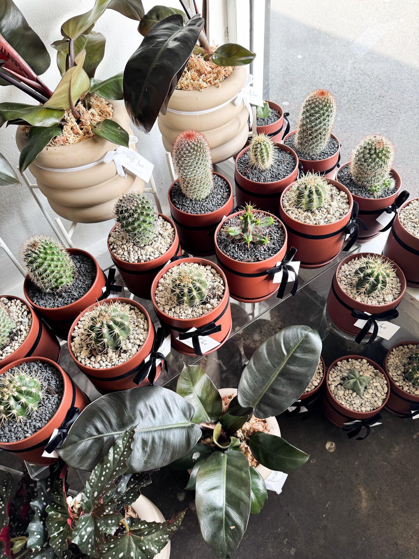 Cactus in Planter