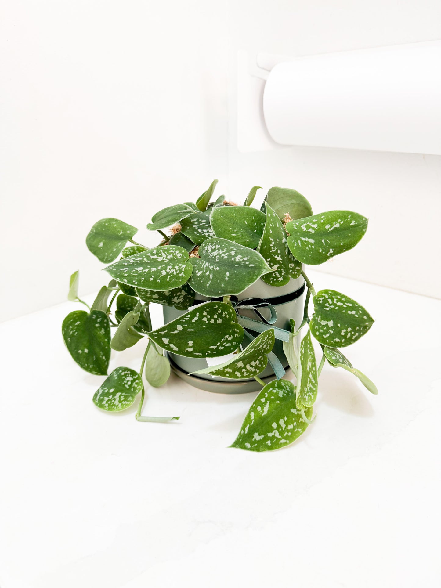 Satin Pothos