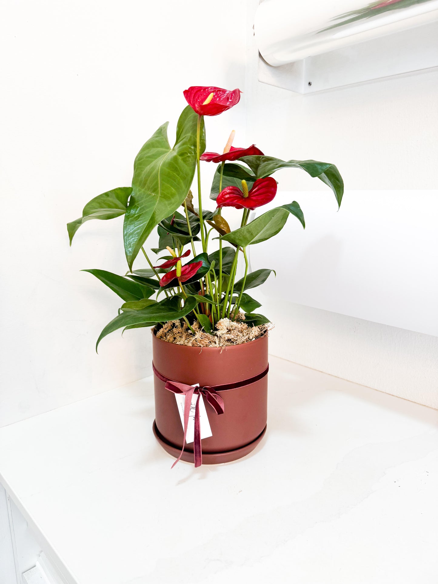 Red Anthurium