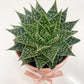 Lace Aloe in Ceramic
