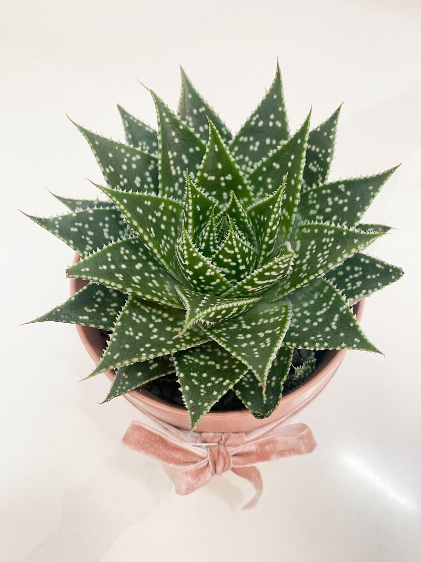Lace Aloe in Ceramic