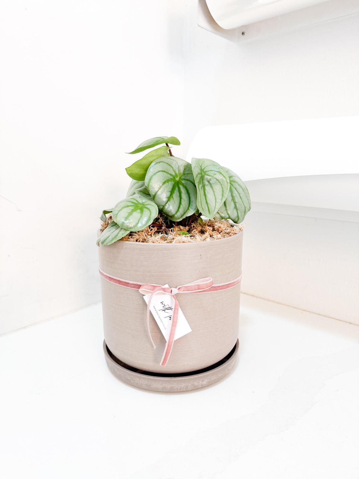 Watermelon Peperomia