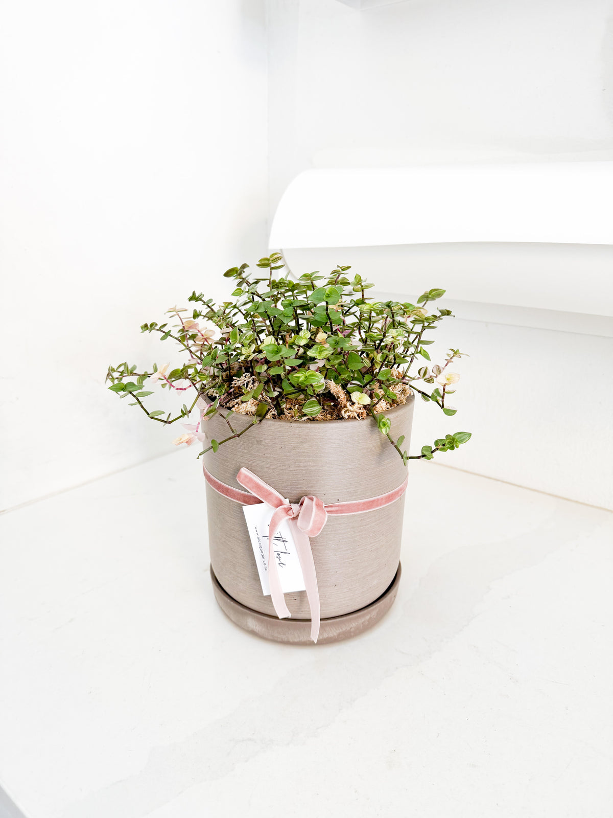 Callisia Pink Bubbles
