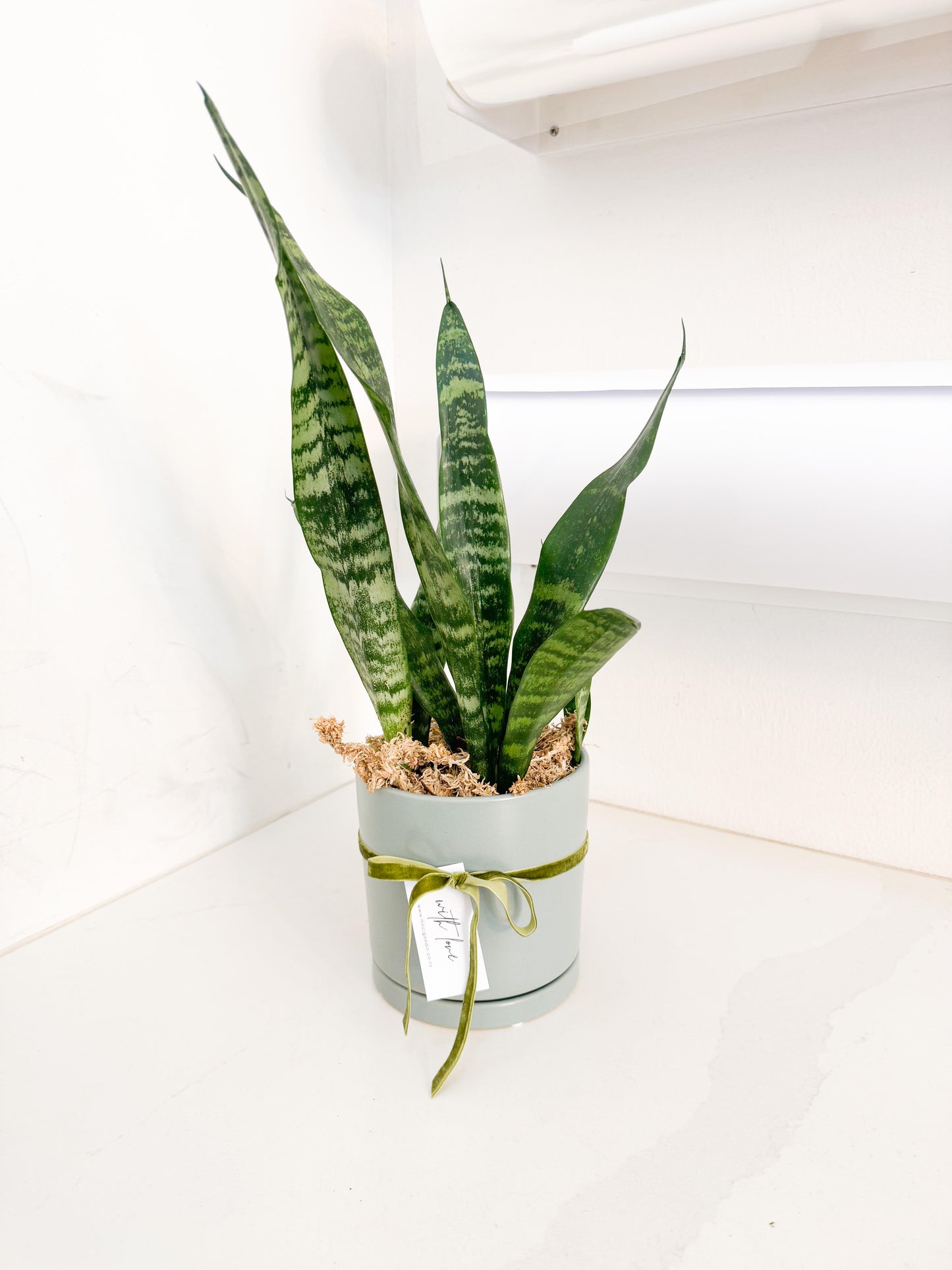 Snake Plant