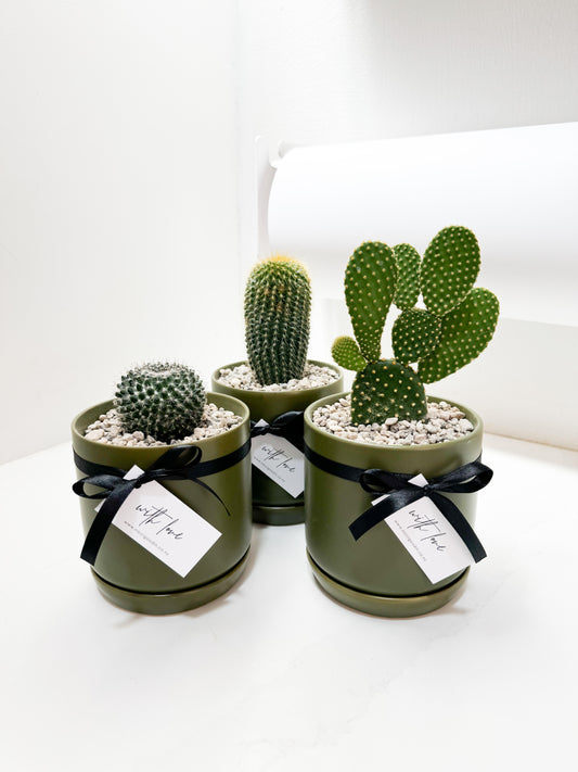 Cactus in Planter