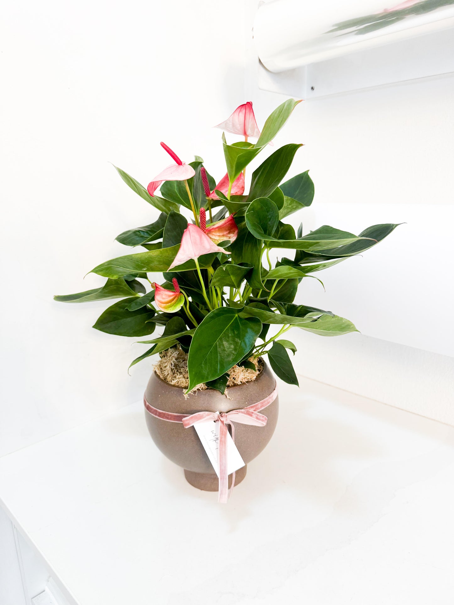 Pink Anthurium