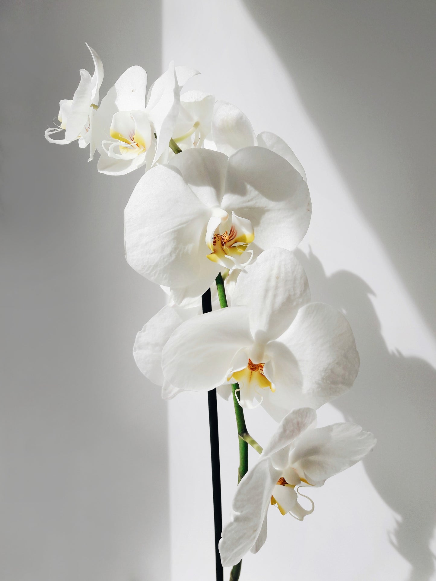 Mini Potted Orchid