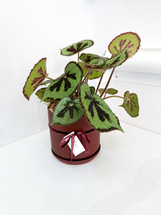Begonia
