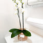 Double Stem Orchid (Potted)