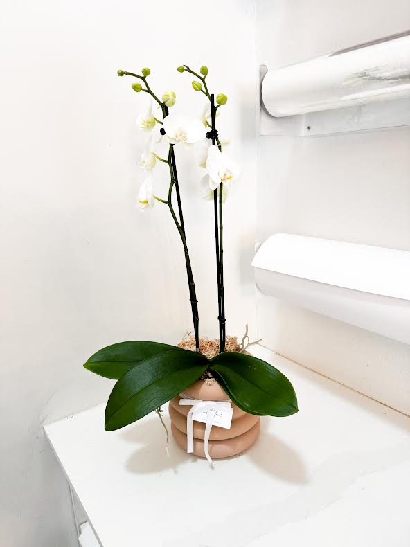 Double Stem Orchid (Potted)
