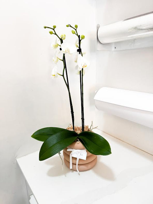Double Stem Orchid (Potted)