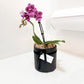 Mini Potted Orchid