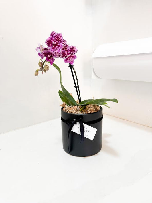 Mini Potted Orchid