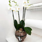 Large Double Potted Orchid