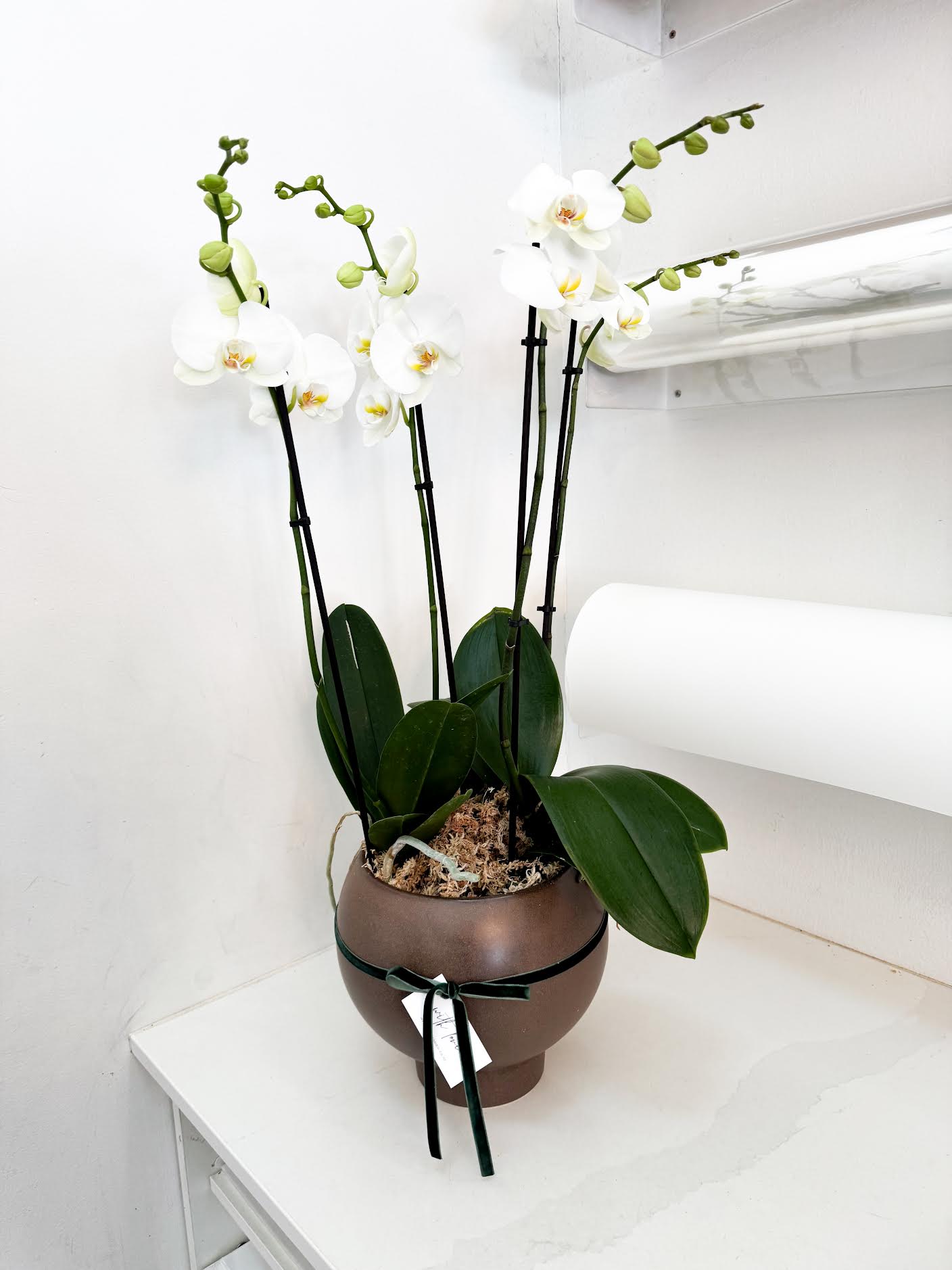 Large Double Potted Orchid
