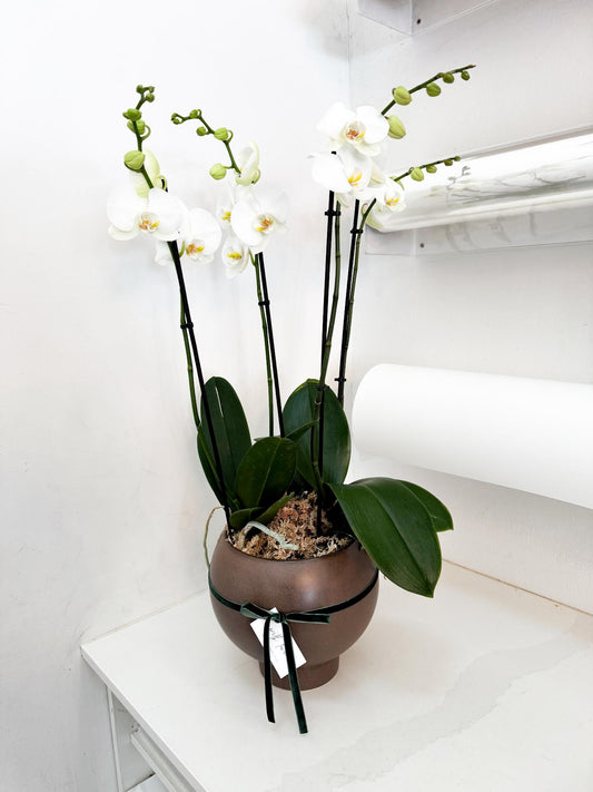 Large Double Potted Orchid