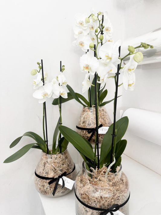 Double Stem Orchid (Potted)