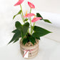 Pink Anthurium