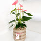 Pink Anthurium