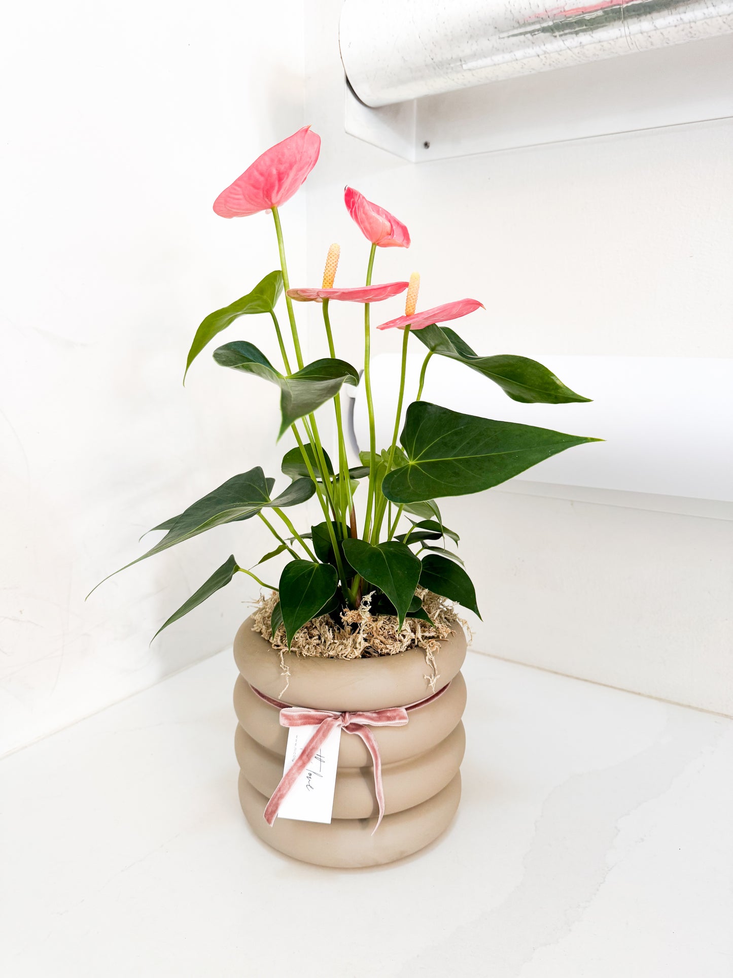 Pink Anthurium