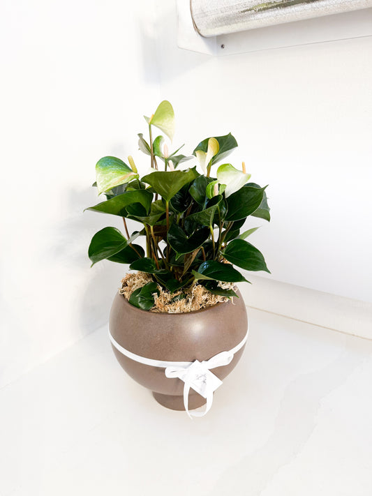 Large White Anthurium