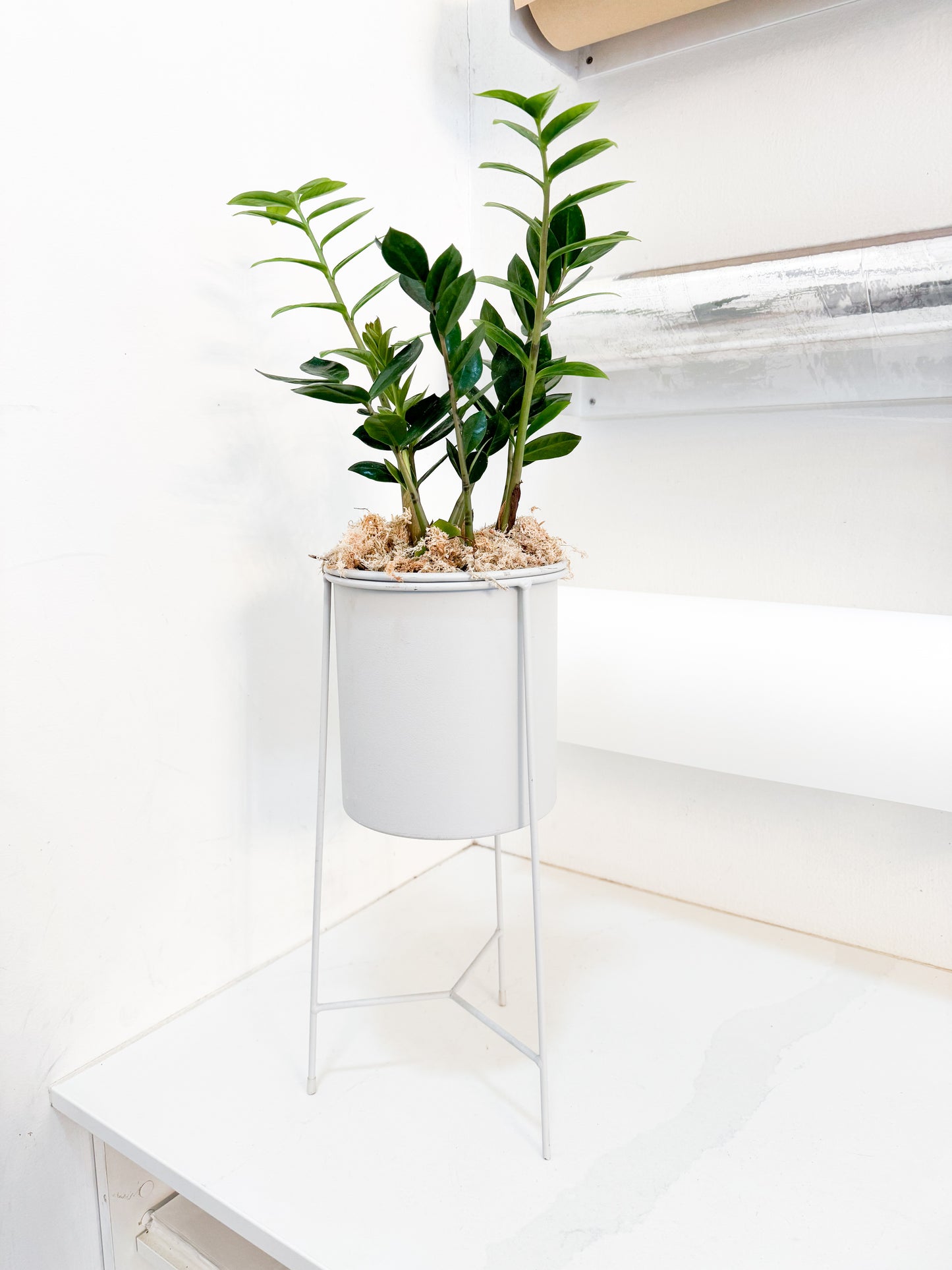 Potted Zanzibar