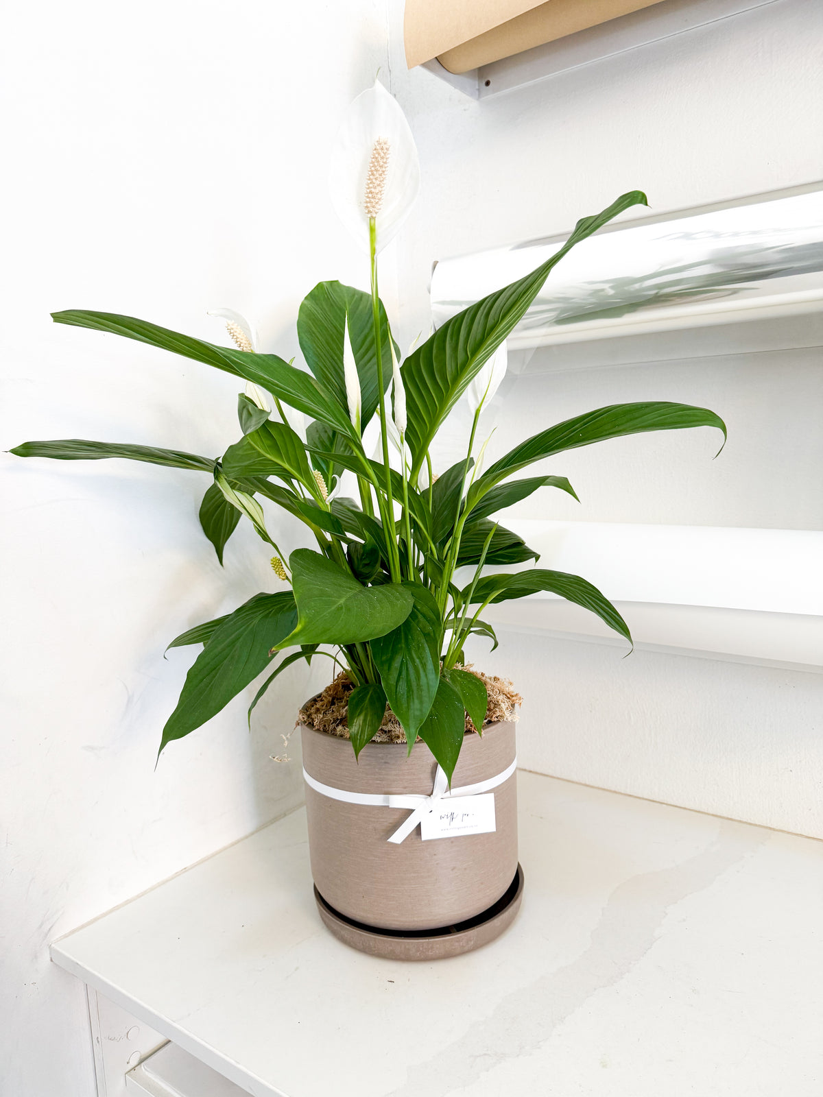 Peace Lily