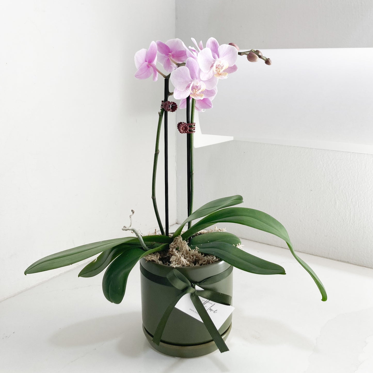 Potted Mini Orchid - Assorted