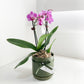Potted Mini Orchid - Assorted