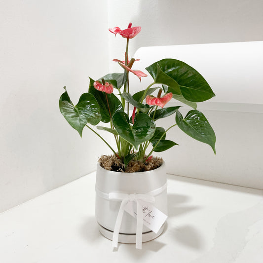 Anthurium - Assorted