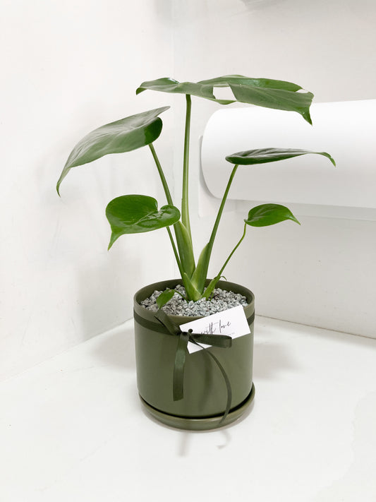 Potted Monstera