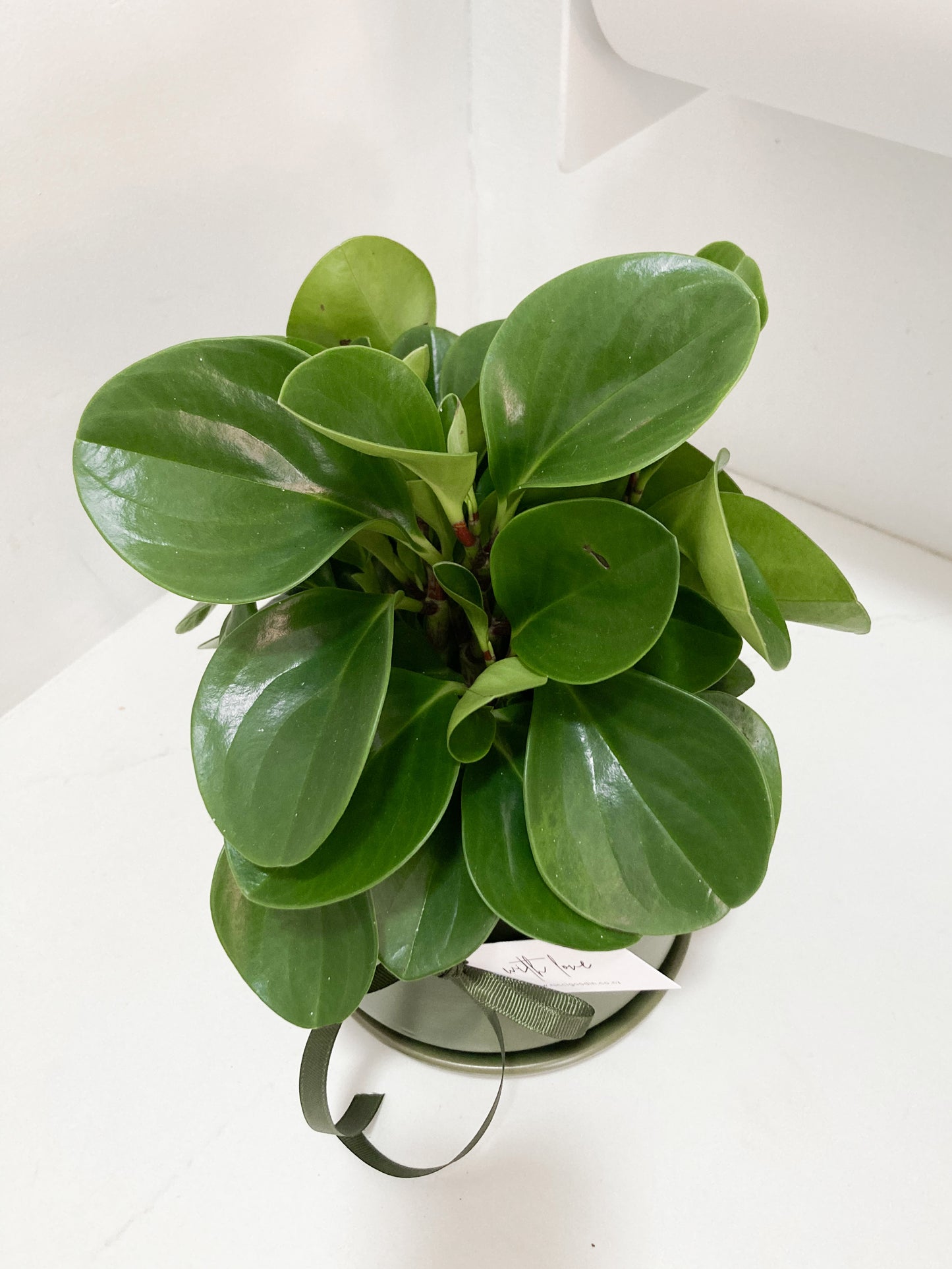 Potted Peperomia - Green