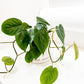 Philodendron Heartleaf