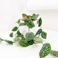 Satin Pothos