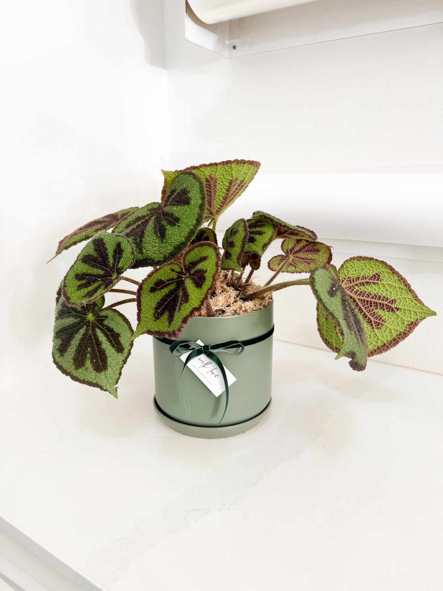 Begonia