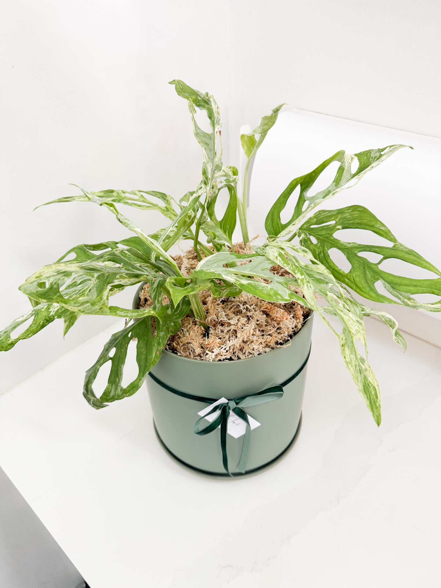 Variegated Monkey Mask Mint Monstera