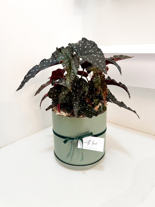 Begonia Black Forest