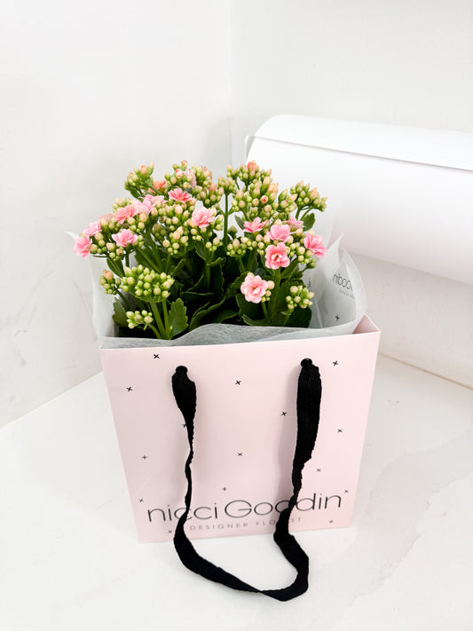 Kalanchoe